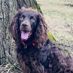 Roo - Boykin Spaniel