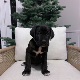 Cane Corso Puppies from The Dorado Ranch