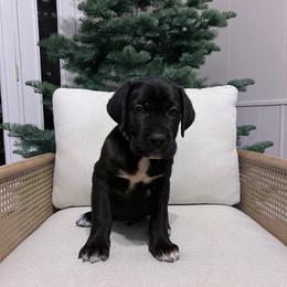 Cane Corso Puppies from The Dorado Ranch