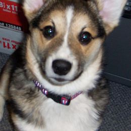 Pembroke Welsh Corgis from Sherry's Corgis