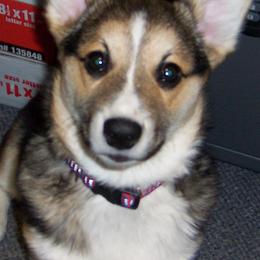 Pembroke Welsh Corgis from Sherry's Corgis