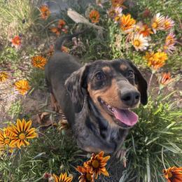 Lady - Dachshund