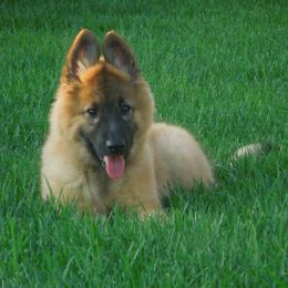 Belgian Tervuren Puppies from CoKo Belgian Tervuren