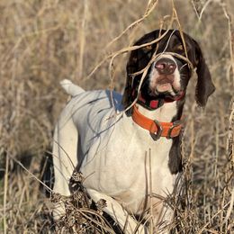 Beretta - German Shorthaired Pointer