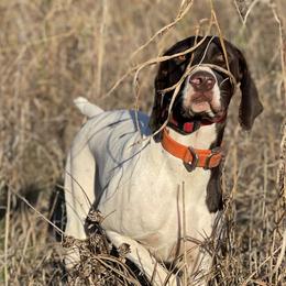 Beretta - German Shorthaired Pointer