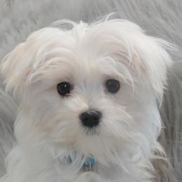 Havanese, Havapoos, Maltese, and Maltipoos from Denise Clark