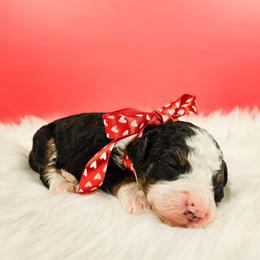 Elsa - Red female Bernedoodle puppy in Russell Springs, Kentucky from 270 Doodles