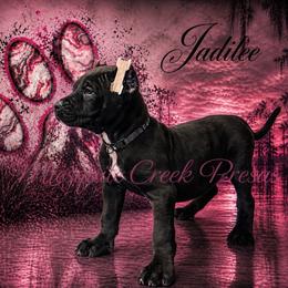 Jadilee - Black female Perro de Presa Canario puppy in Horizon, Texas from Mesquite Creek Kennels
