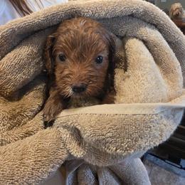 S'more - Parti female Goldendoodle puppy in Layton, Utah from Lauralyn's Goldendoodles