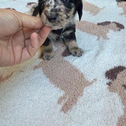 Dapple Longhair male - Dapple male Dachshund puppy in California from Sweetheart Labradors & Mini Dachshunds