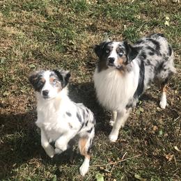 Miniature American Shepherd All Grown Up from Greenwood Acres Kennel