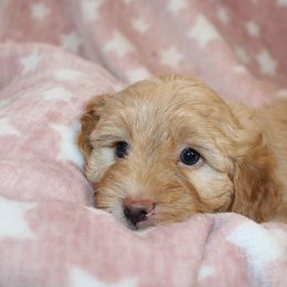 Goldendoodle, Havapoo, Labradoodle, and Springerdoodle Puppies from Oregon Valley Pups