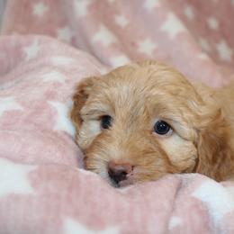 Goldendoodle, Havapoo, Labradoodle, and Springerdoodle Puppies from Oregon Valley Pups