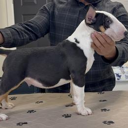 Bull Terriers from Rebel Angel