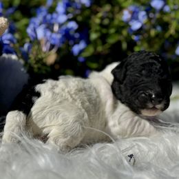 Tux - Black and white male Aussiedoodle puppy in Waelder, Texas from Aussiedoodles of Austin