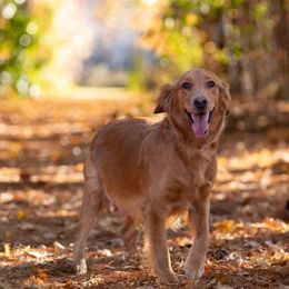 Lola - Golden Retriever