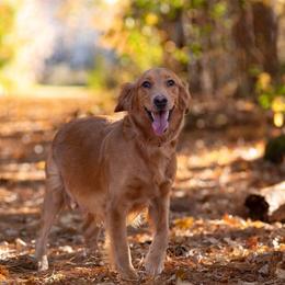 Lola - Golden Retriever