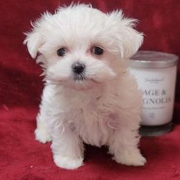 Maltese, Maltipoo, and Poodle Puppies from C&Js Tiny Toys