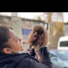 Poodle puppies from South Sound Doodles