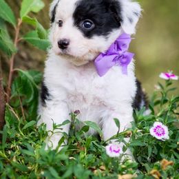 Aussiedoodle, Miniature Australian Shepherd, and Poodle Puppies from Woodwind Miniatures