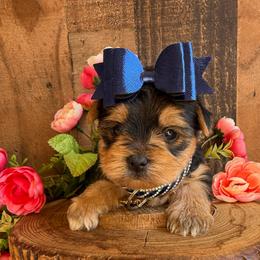 Romeo - Black and tan male Yorkshire Terrier puppy in Howe, Oklahoma from Ray Holder