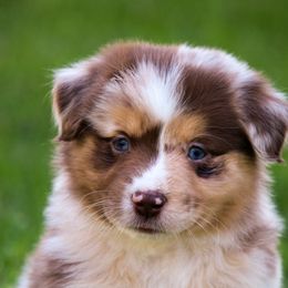 Jazzberry - Australian Shepherd puppy in Coldwater, Michigan from Northern Star Australian Shepherds