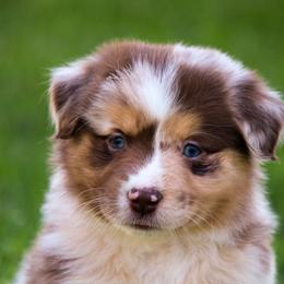 Jazzberry - Australian Shepherd puppy in Coldwater, Michigan from Northern Star Australian Shepherds