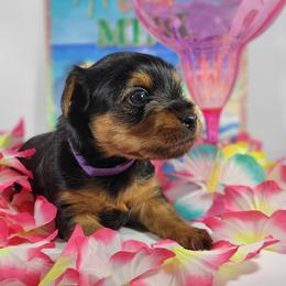 Daisy - Black and tan female Yorkshire Terrier puppy in Jacksonville, Florida from Yorkieology