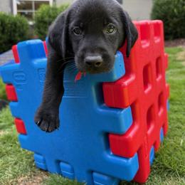 Red Collar Black Male - Black male Labrador Retriever puppy in Gainesville, Georgia from Rucker Retrievers