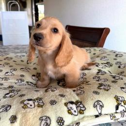 Edgar - Cream male Dachshund puppy in Molino, Florida from Dooney's Dachshunds