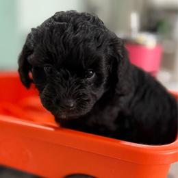 Jiro Jack - Black male Maltipoo puppy in Colonial Beach, Virginia from BeachRidge Pups