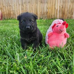 Red collar - Sable male German Shepherd puppy in Ramsey, Illinois from Haus-Farr German Shepherds