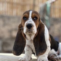 Basset Hound Puppies from Heather's Happy Hounds