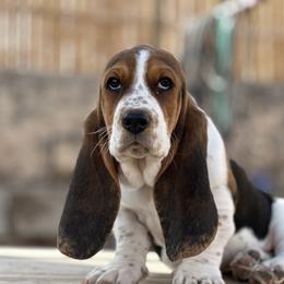 Basset Hound Puppies from Heather's Happy Hounds