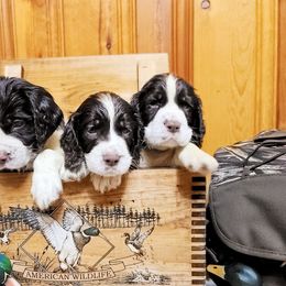 English Springer Spaniel Puppies from J&R Springers