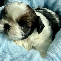 Clint - Tricolor male Shih Tzu puppy in Silver Lake, Oregon from Bling Shih Tzu