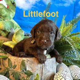 Littlefoot - Chocolate female Labradoodle puppy in Chelan, Washington from North Cascades Doodles