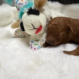 AKC Girl 2 - Red  female Poodle puppy in Southwest Ranches, Florida from Herringbone ‘s Poodles