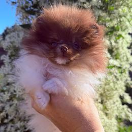 Super Tiny Hugo - Chocolate parti male Pomeranian puppy in Waterloo, Indiana from Garcias Pomeranian