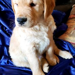 Golden Retriever Puppies from TC's Golden Ranch