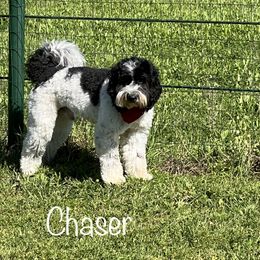 Chaser - Australian Labradoodle