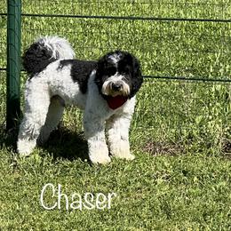 Chaser - Australian Labradoodle