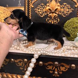 Boy 1 - Black and cream male Dachshund puppy in Collins, Georgia from Liberty Longhair Dachshunds