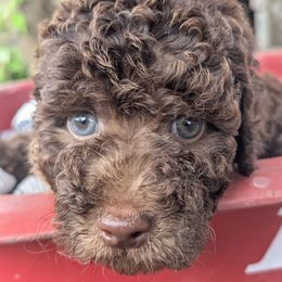 Chocolate male 2 (green) - Brown male Poodle puppy in Lumberton, Texas from Topline Poodles