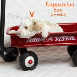 Frappuccino ORANGE COLLAR boy  3500 - Parti male Goldendoodle puppy in Corona, California from Fluffy Puppy Mini Doodles LLC
