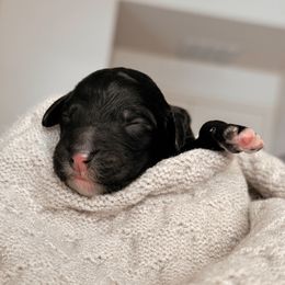 Lumen, Girl - Black and white female Bernedoodle puppy in Maricopa, Arizona from Desert Ridge Doodles