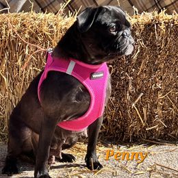 Penny - Pug