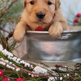 Golden Retriever Puppies from Loeffelholz Family Golden Retrievers