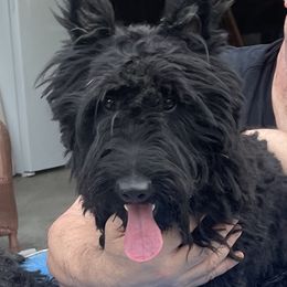 Max - Scottish Terrier