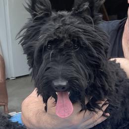 Max - Scottish Terrier
